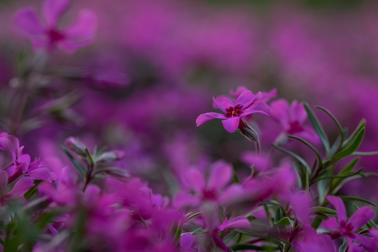 blossom bloom pink free photo