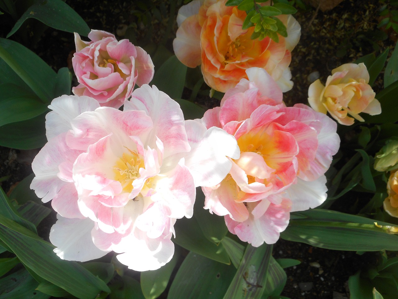 blossom pink flowers free photo