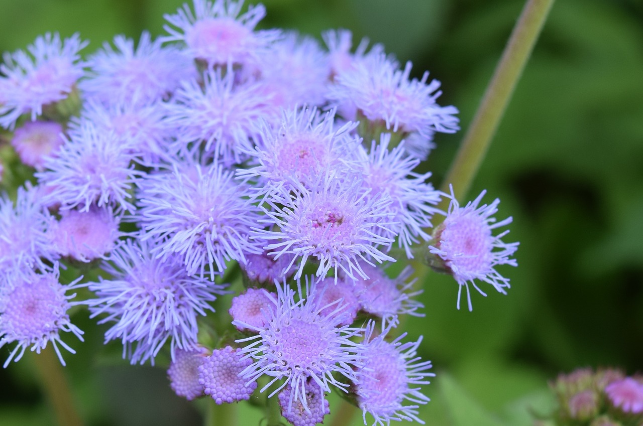 mist flower blossom bloom free photo