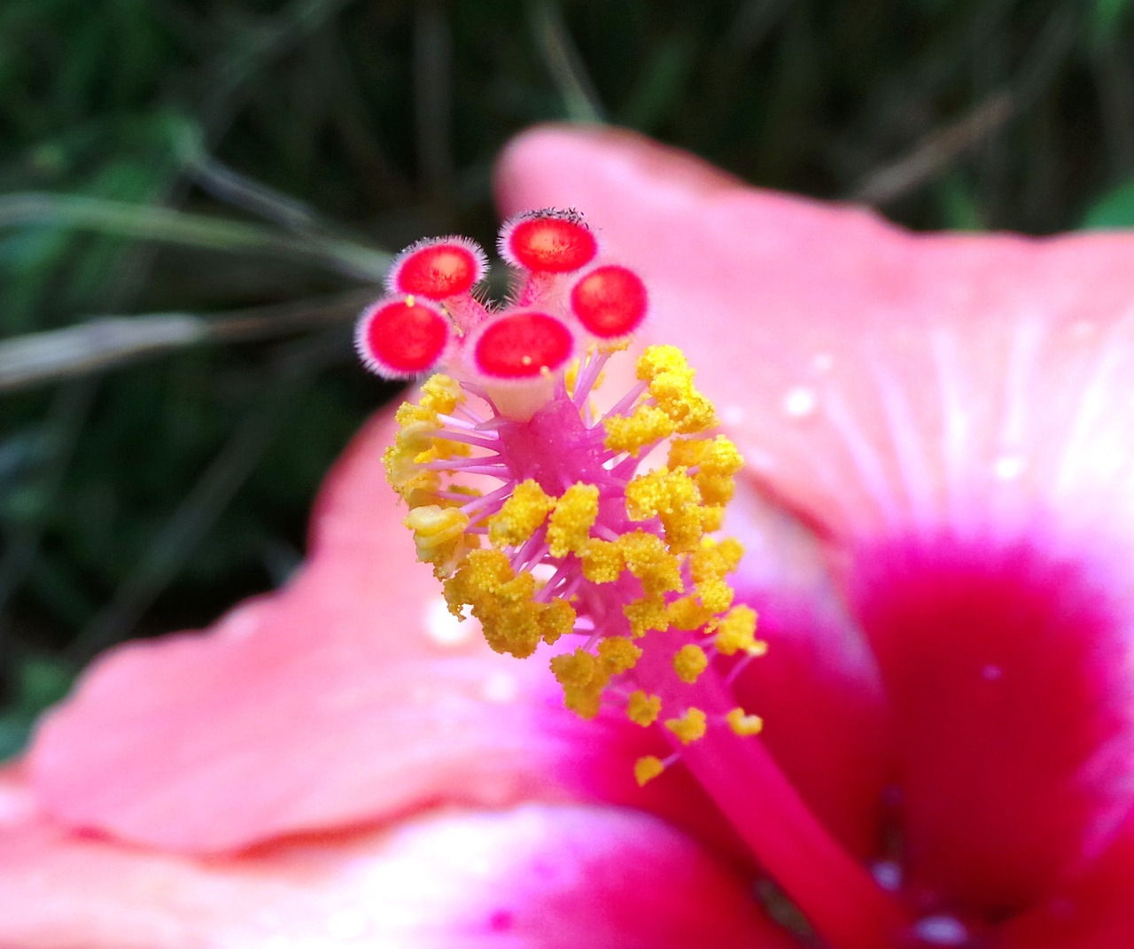 blossom bloom flower free photo