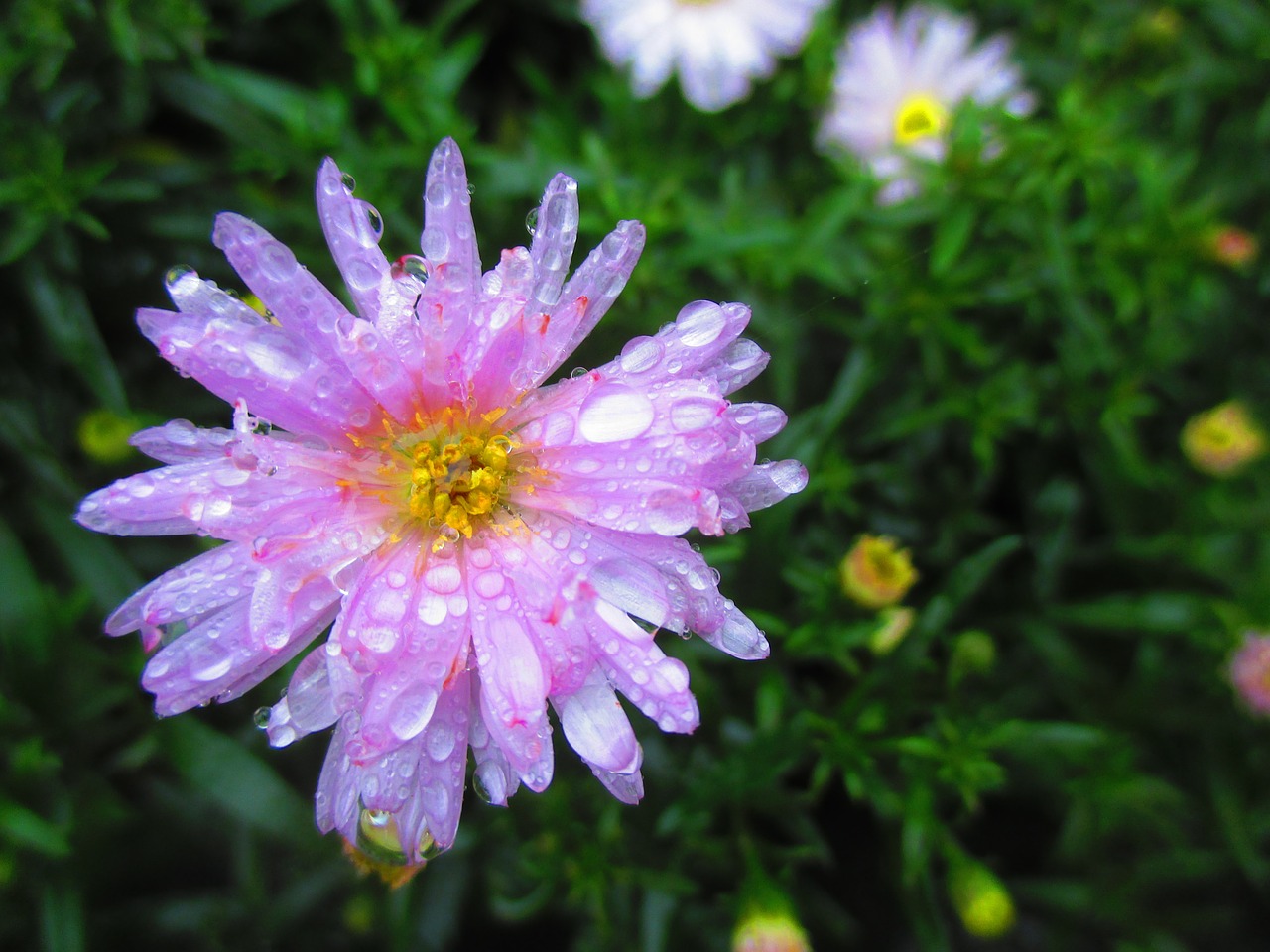 blossom bloom pink free photo