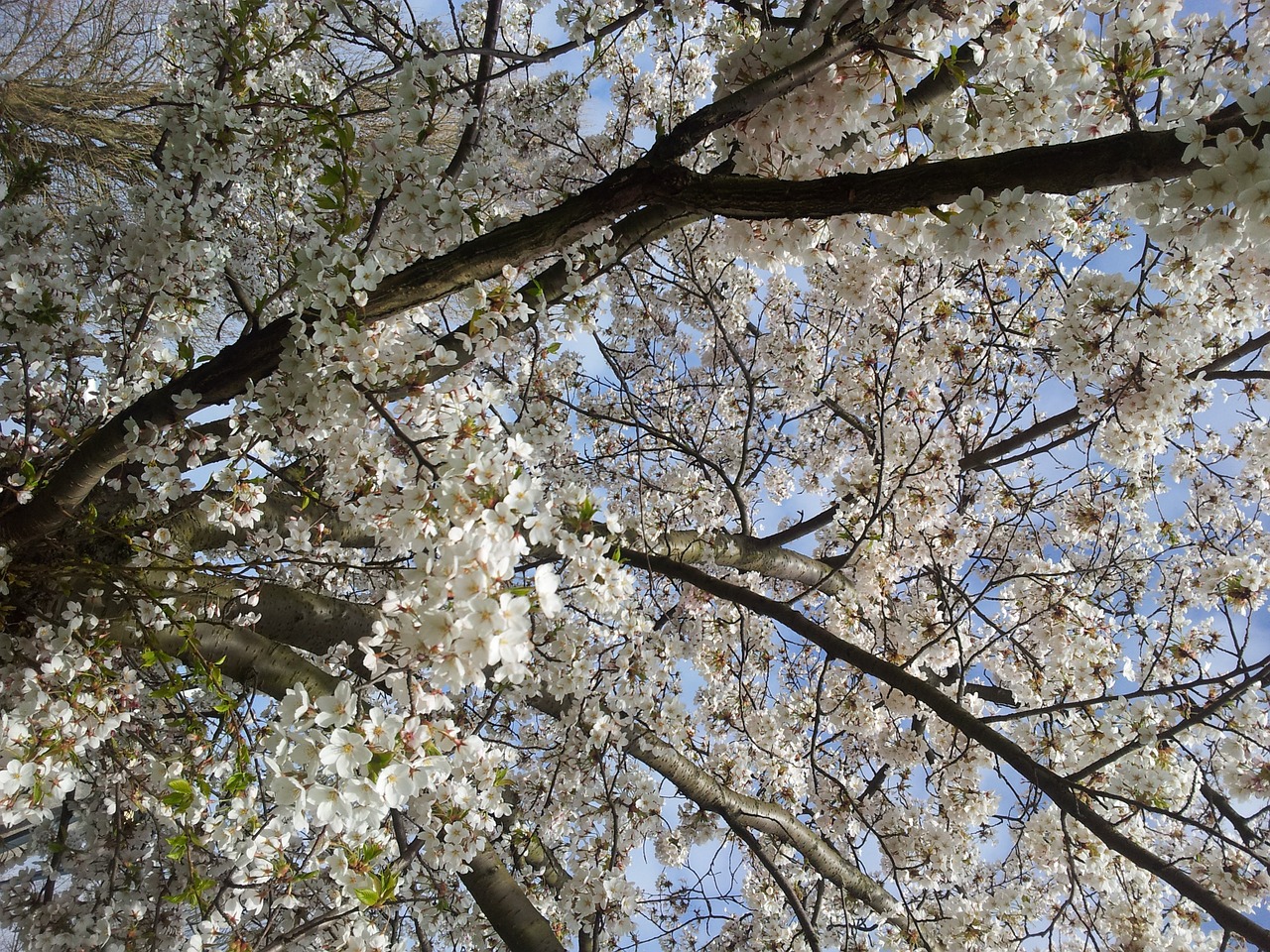 blossom tree spring free photo