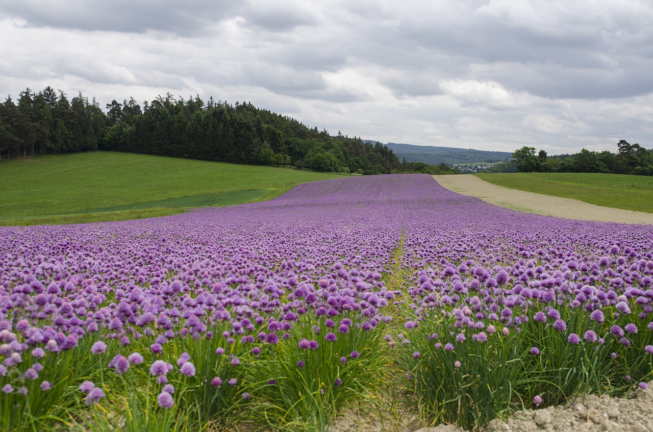 blossom field taunus summer landscape free photo