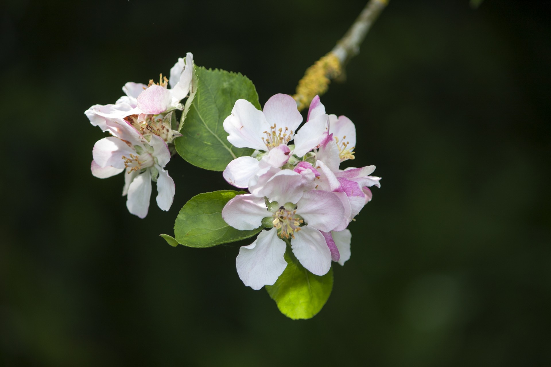 flowers blossom blooms free photo