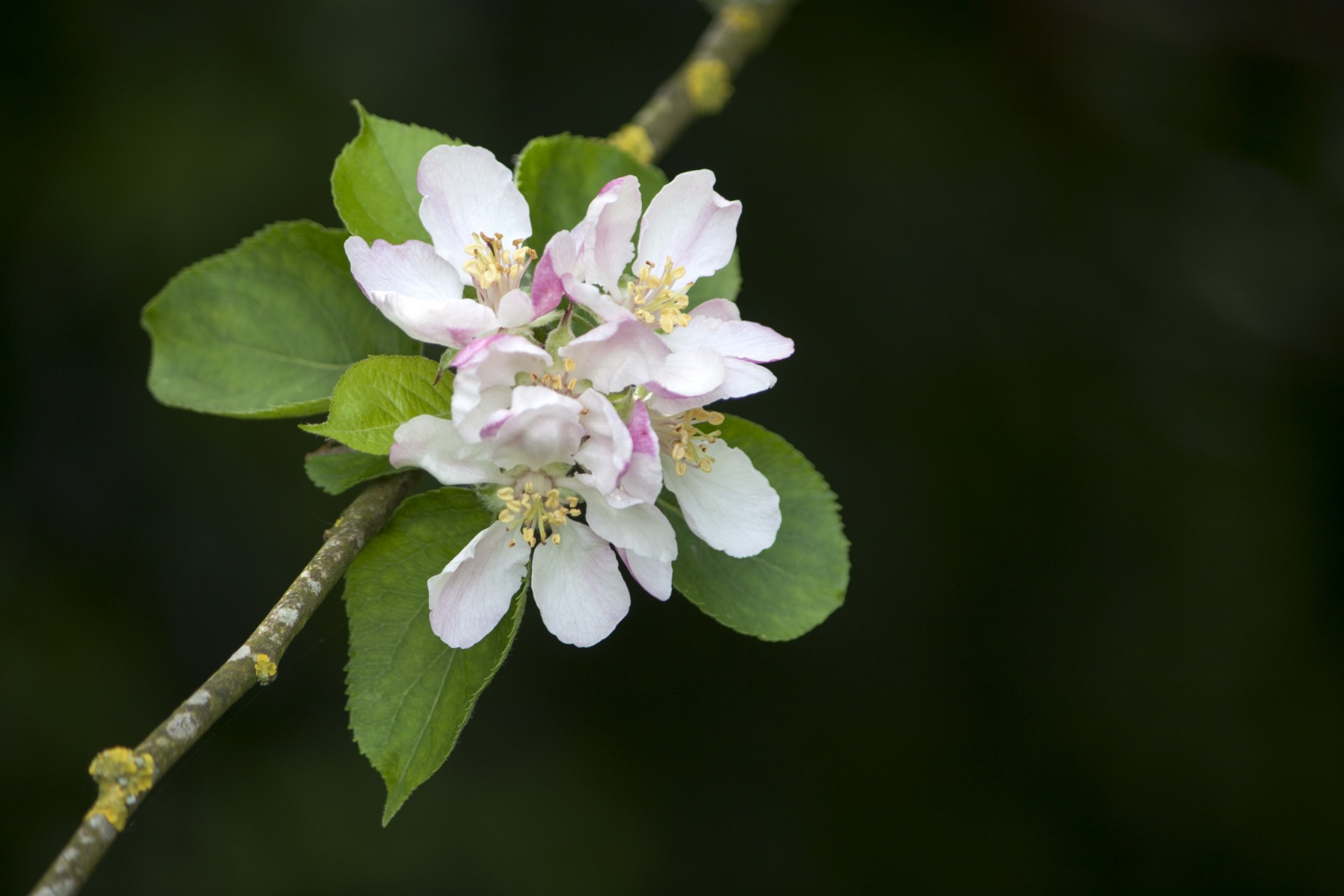 flowers blossom blooms free photo