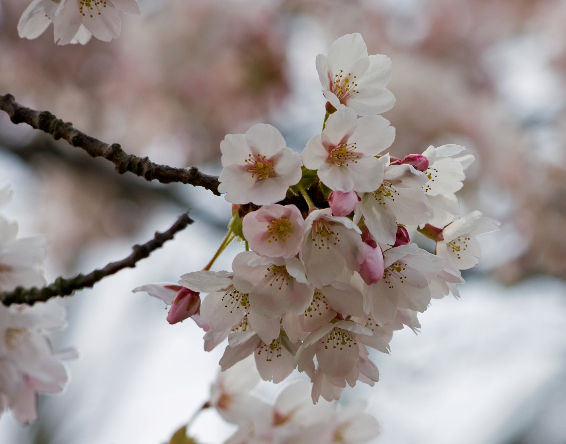 blossom blooms pink free photo