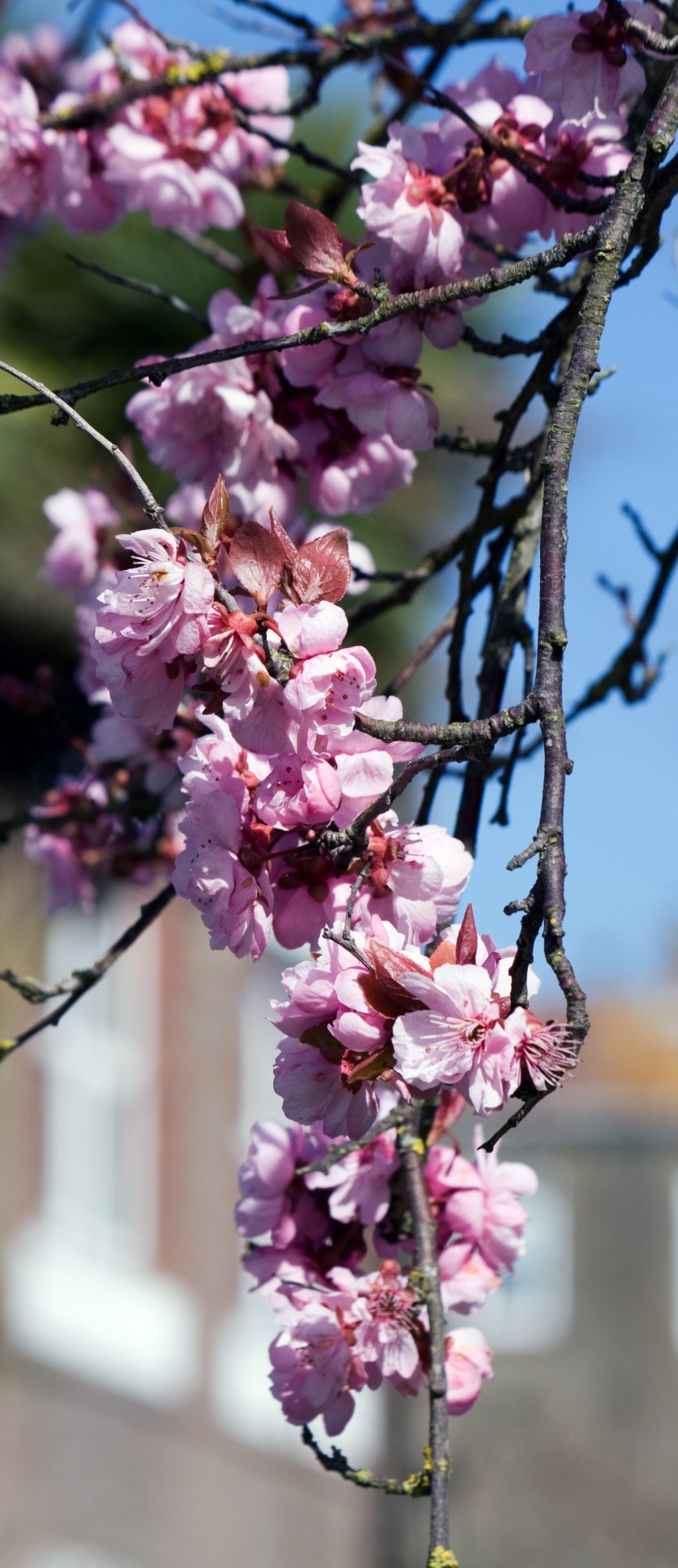 flowers blossom flower free photo