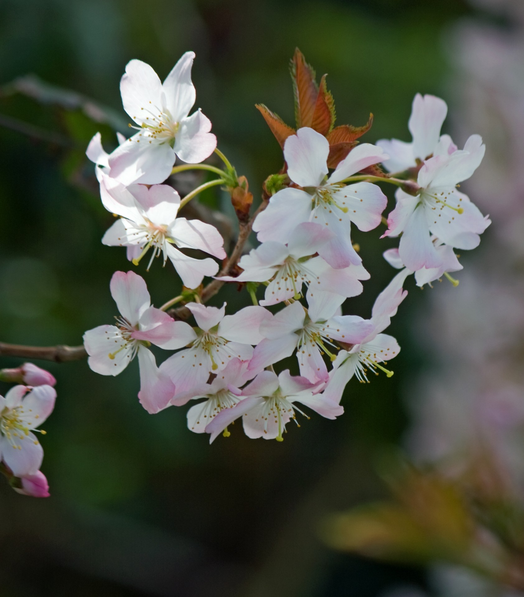 flowers blossom white free photo