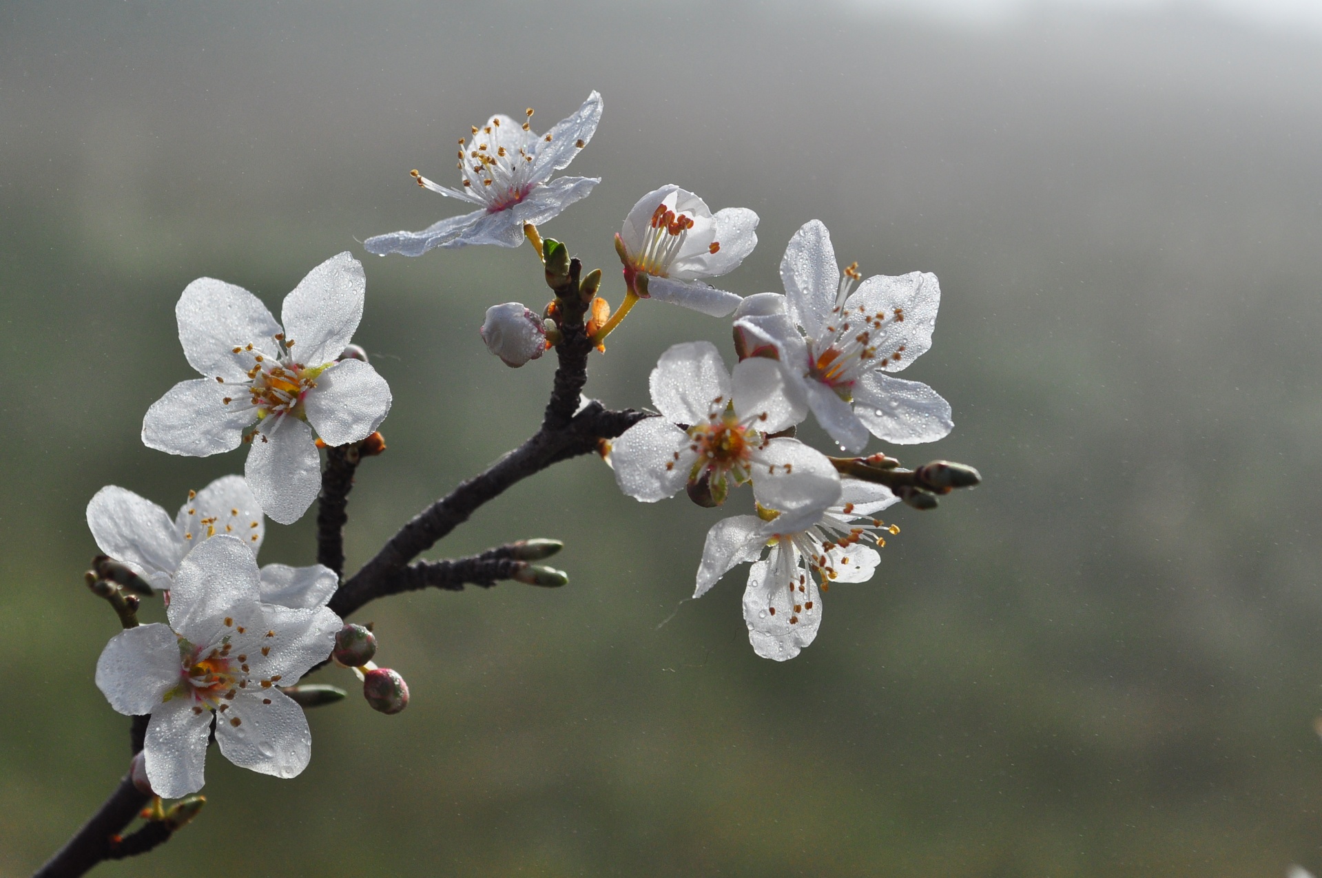 fog blossom flower free photo