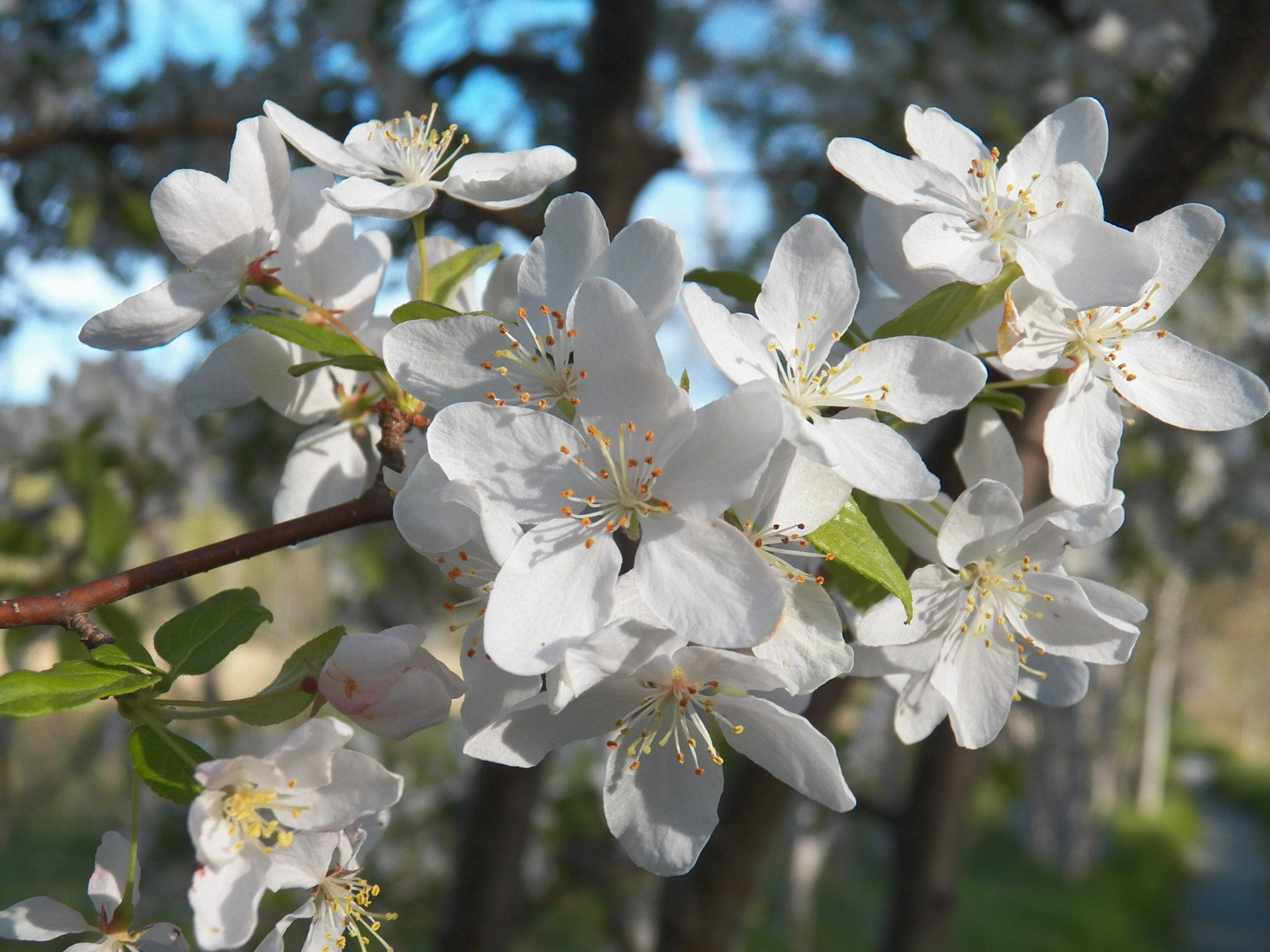 blossom blossoms buds free photo