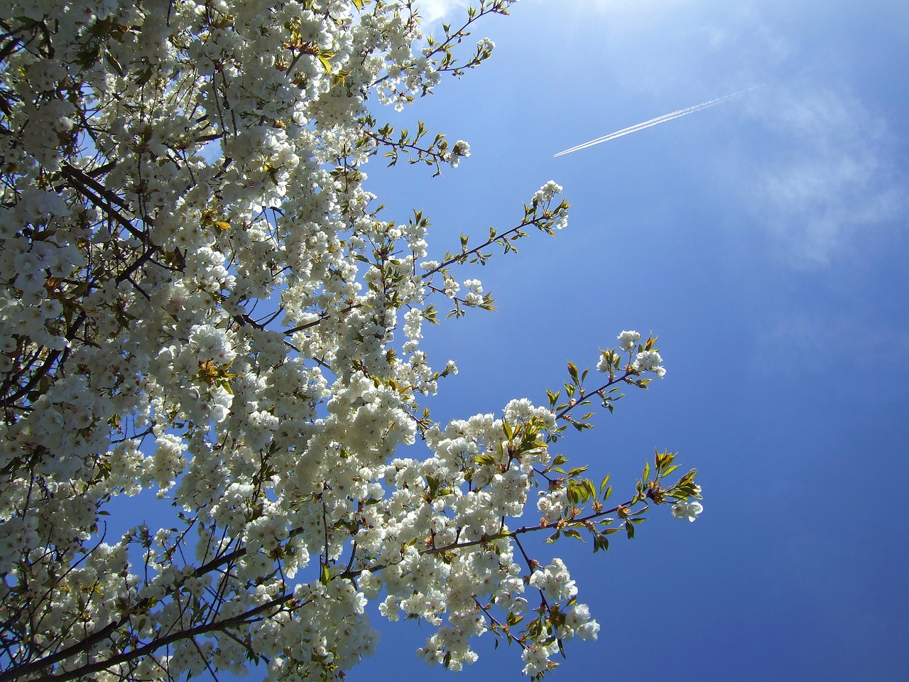 blossom tree england flowers free photo