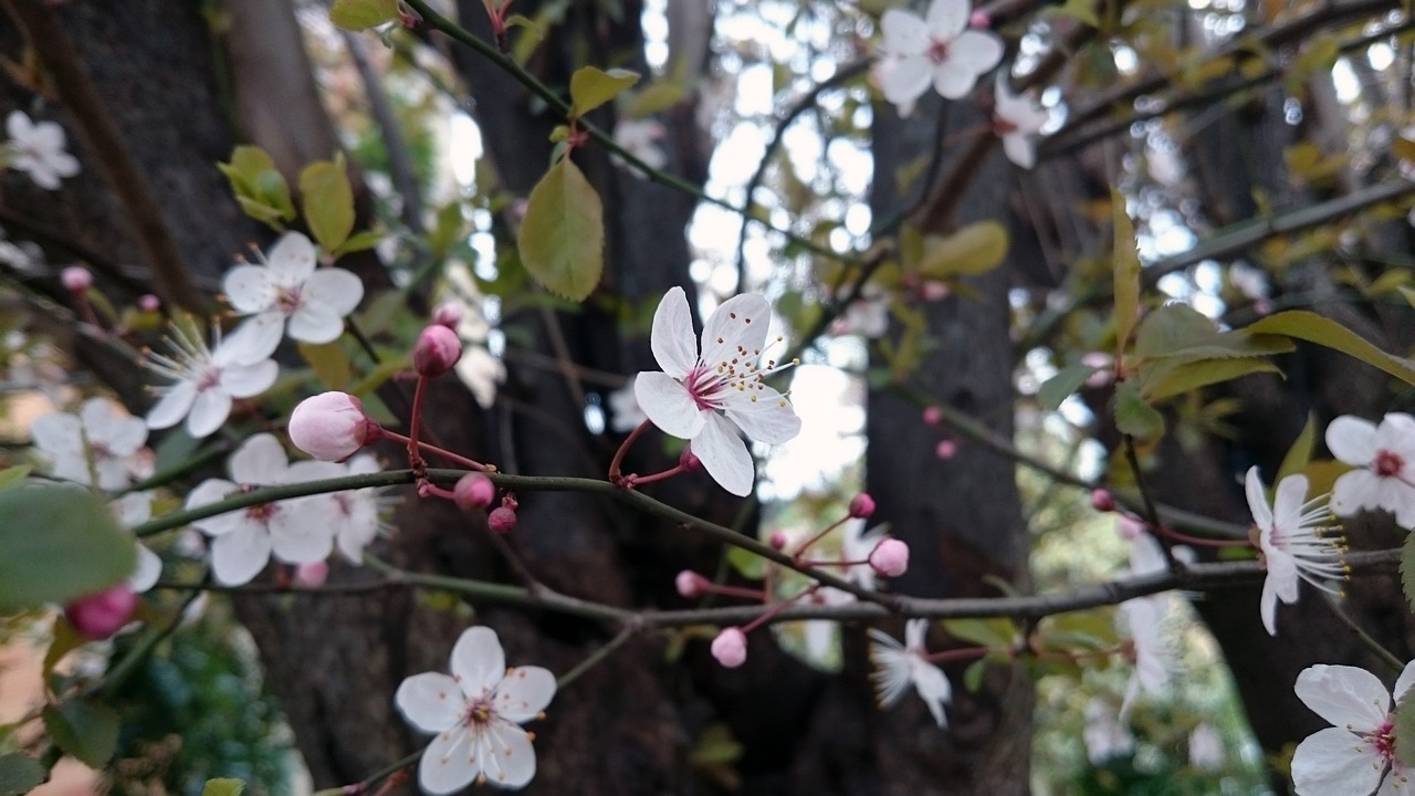 blossom tree cherry flowers spring free photo