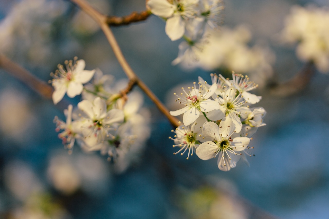 blossoming white flowers tree free photo