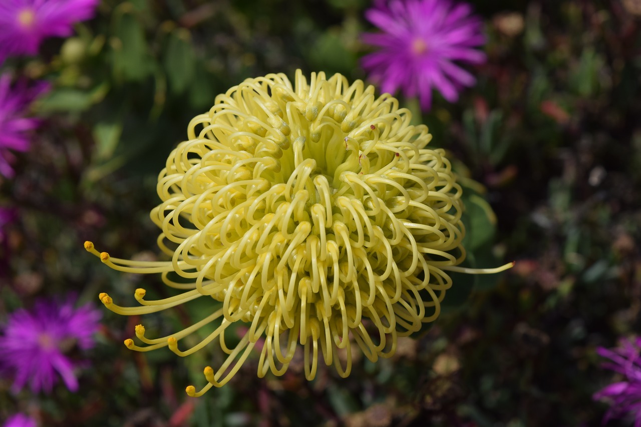 flower wild flower yellow flower free photo