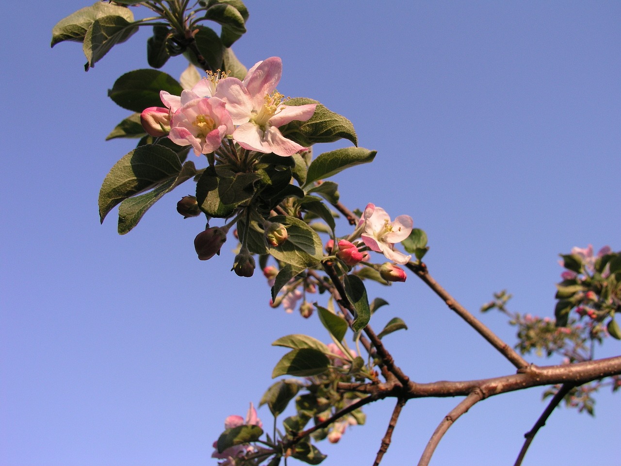 blossoming apple tree free photo