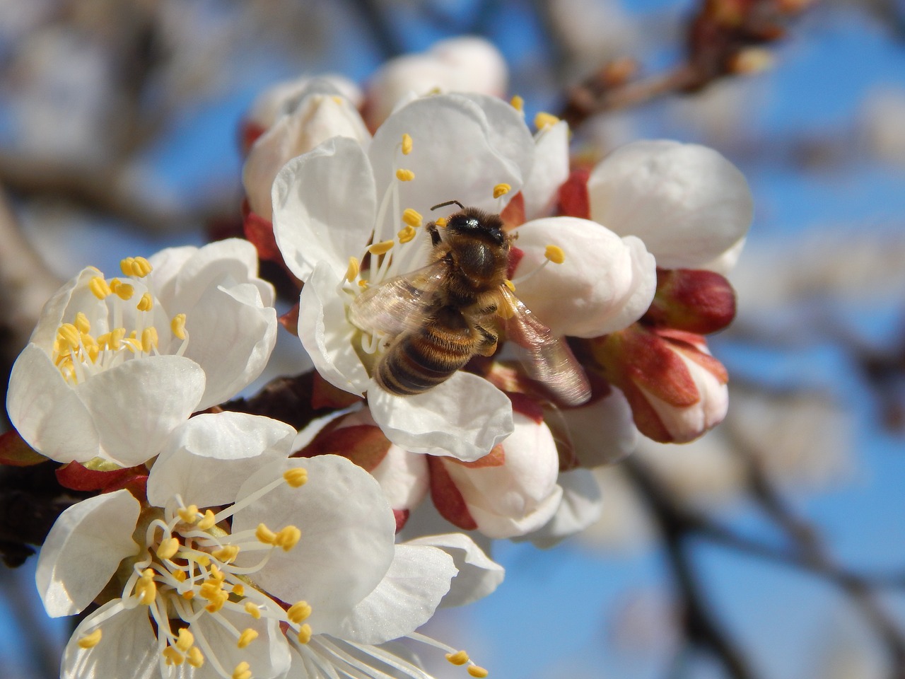 blossoming trees wasp free photo