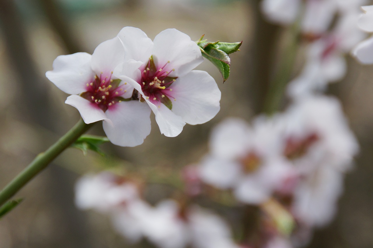 blossoming almond spring almond free photo