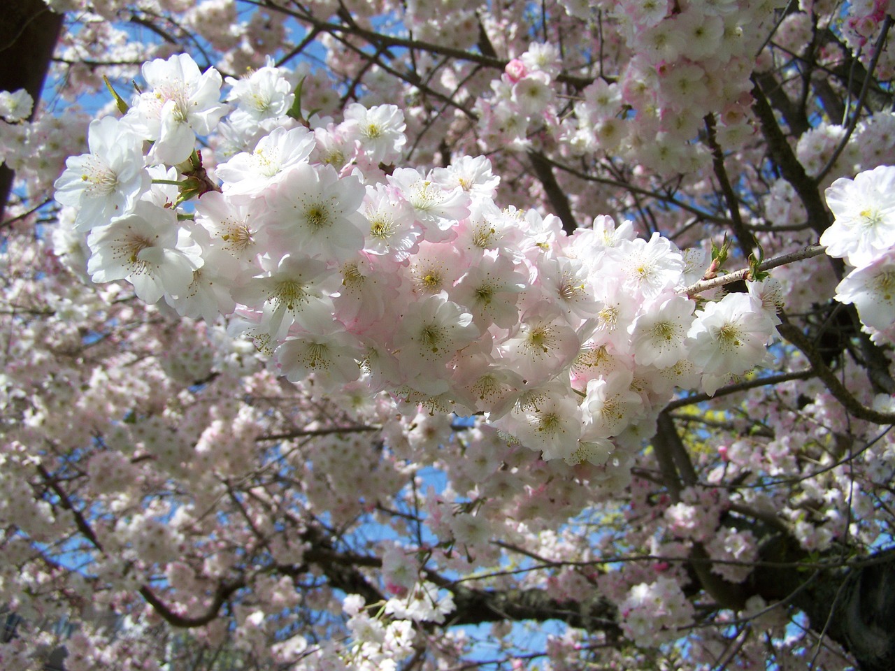 blossoming bough spring pink free photo