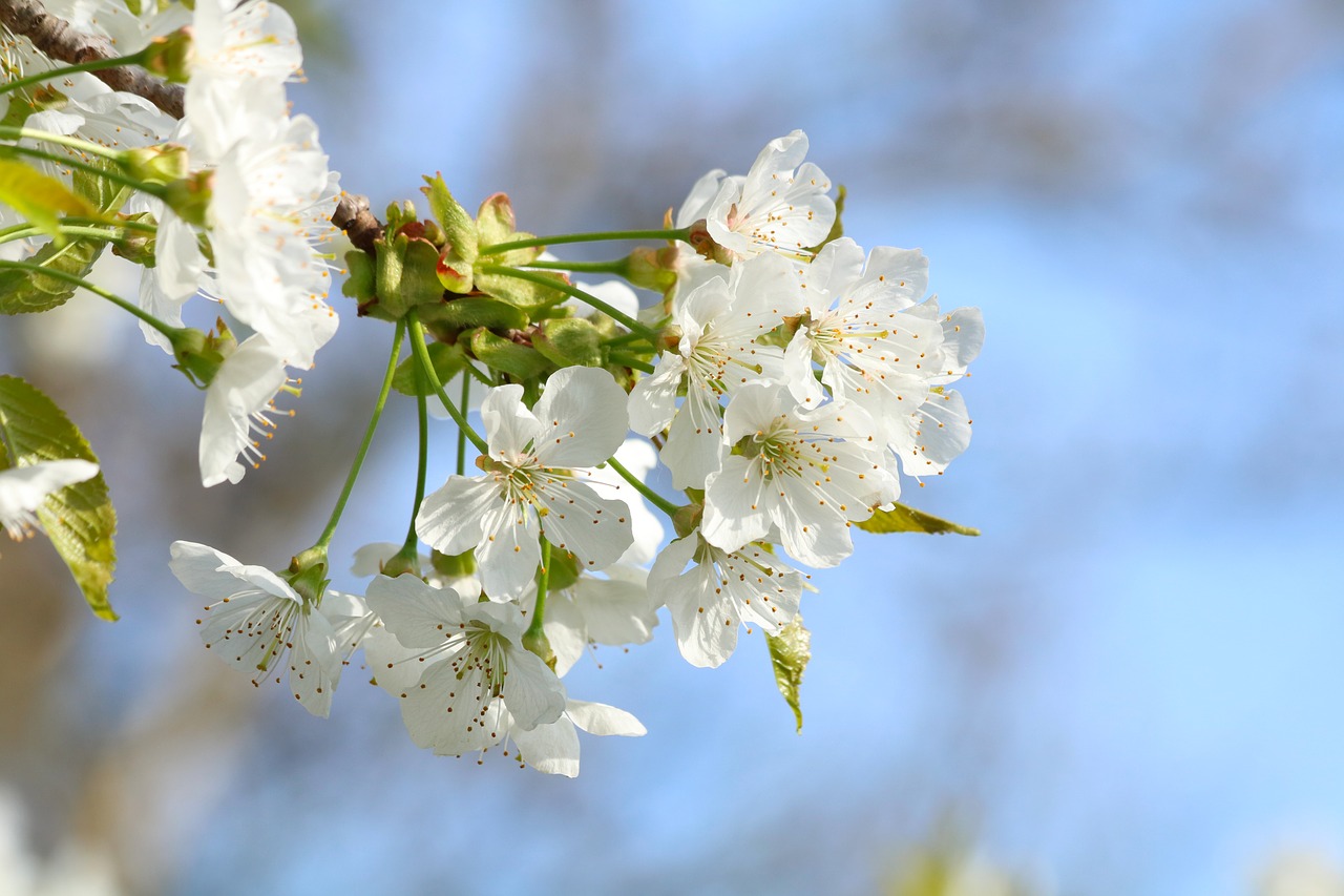 blossoming cherry  white flowers  flowering free photo