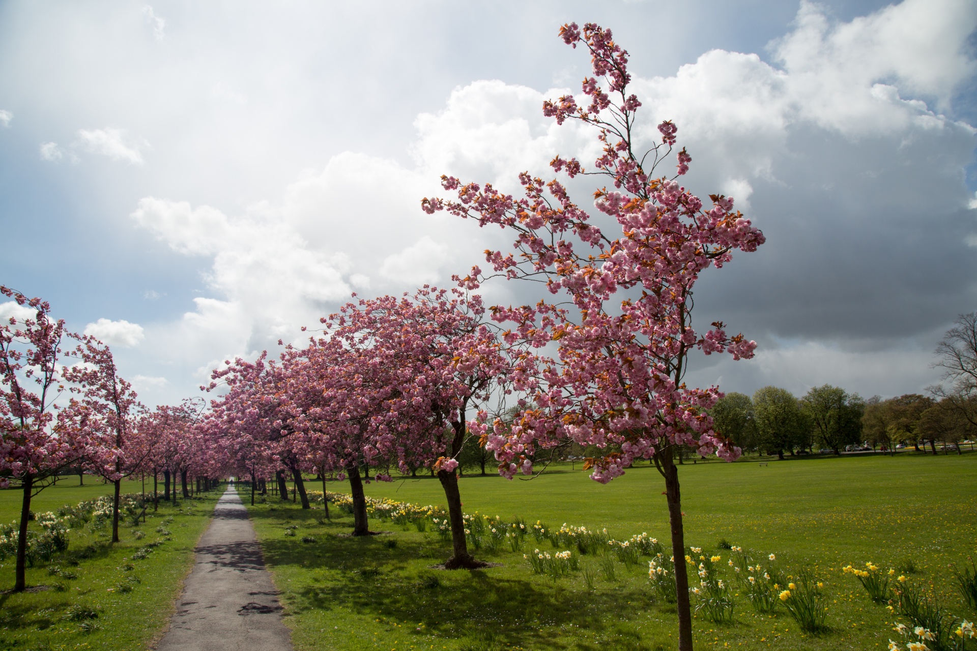 spring tree blooming free photo