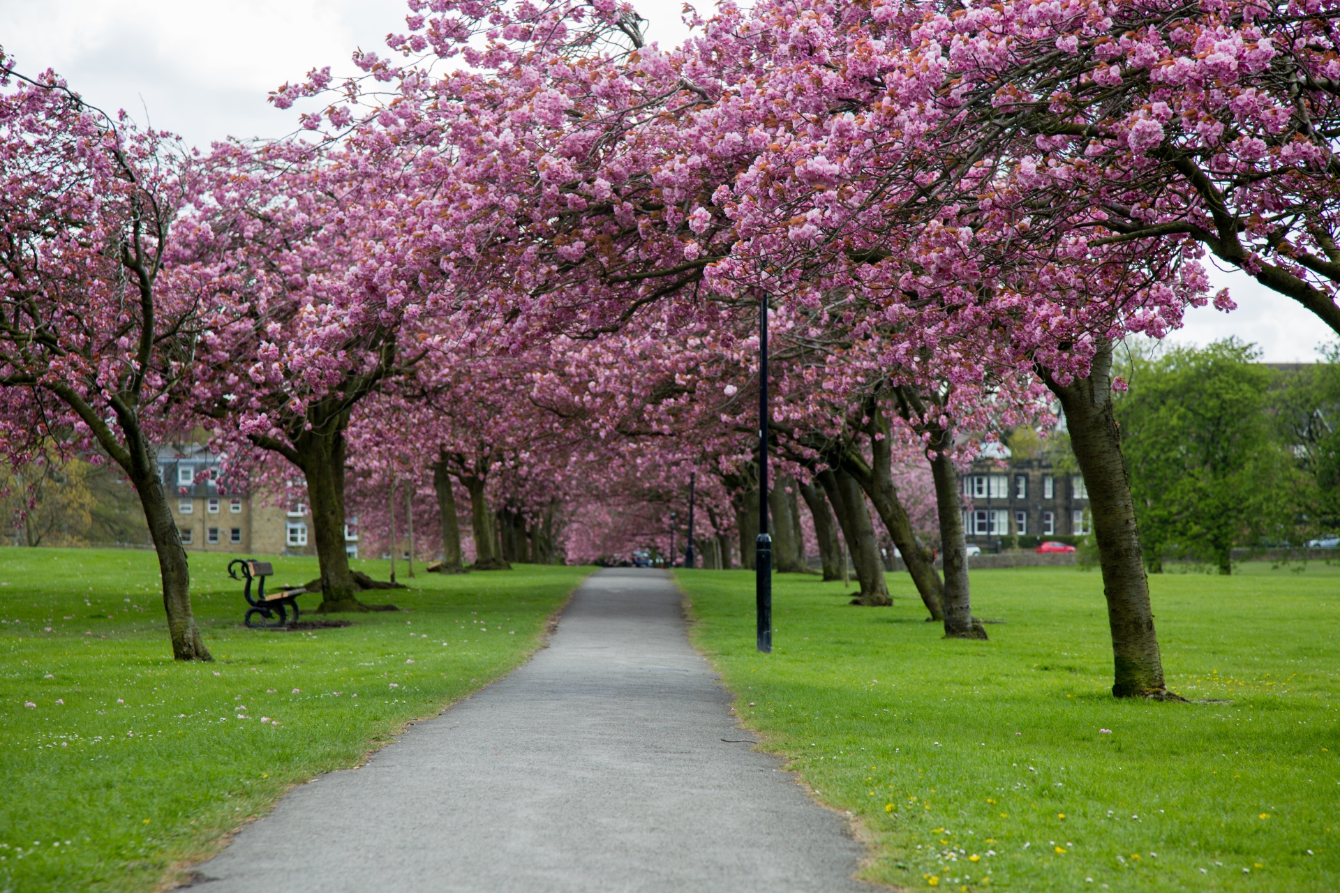 spring tree blooming free photo