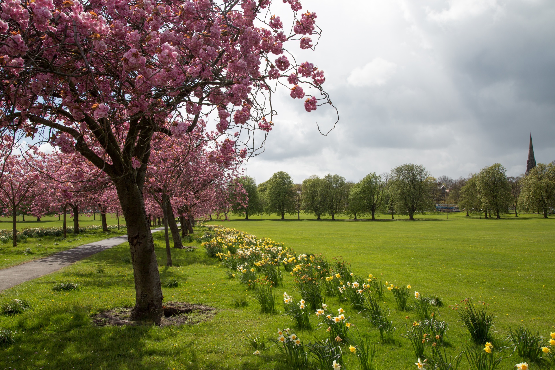 spring tree blooming free photo