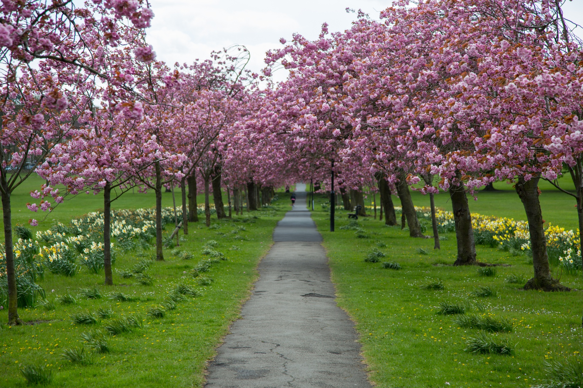 spring tree blooming free photo