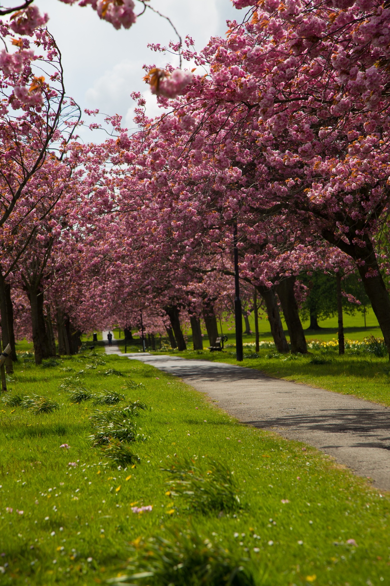 spring tree blooming free photo