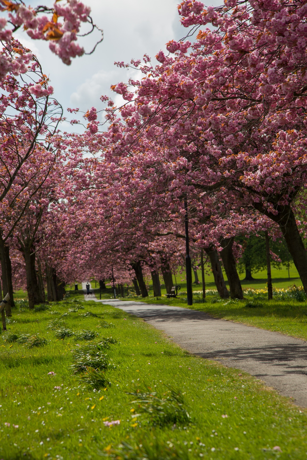 spring tree blooming free photo