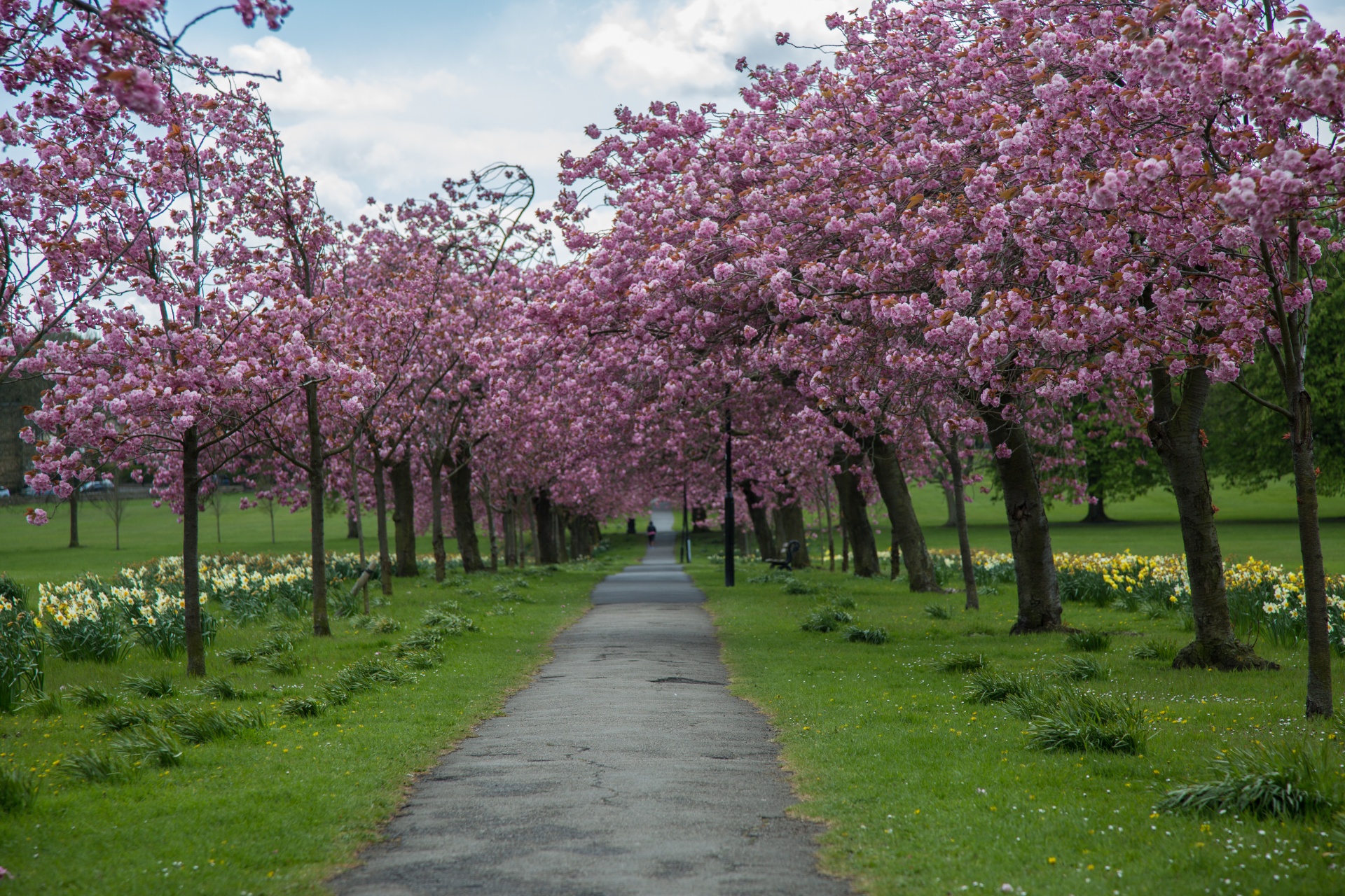 spring tree blooming free photo