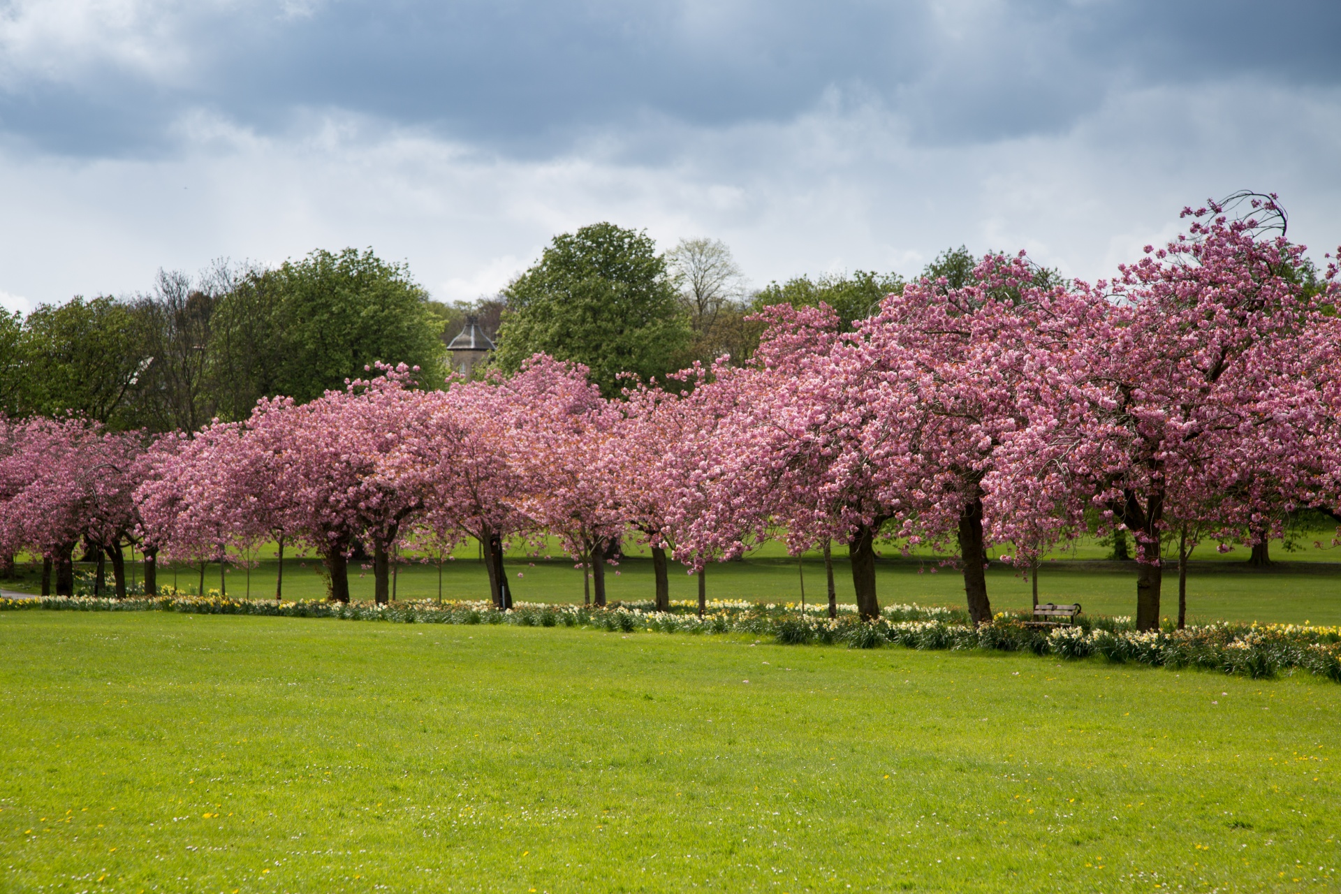 spring tree blooming free photo