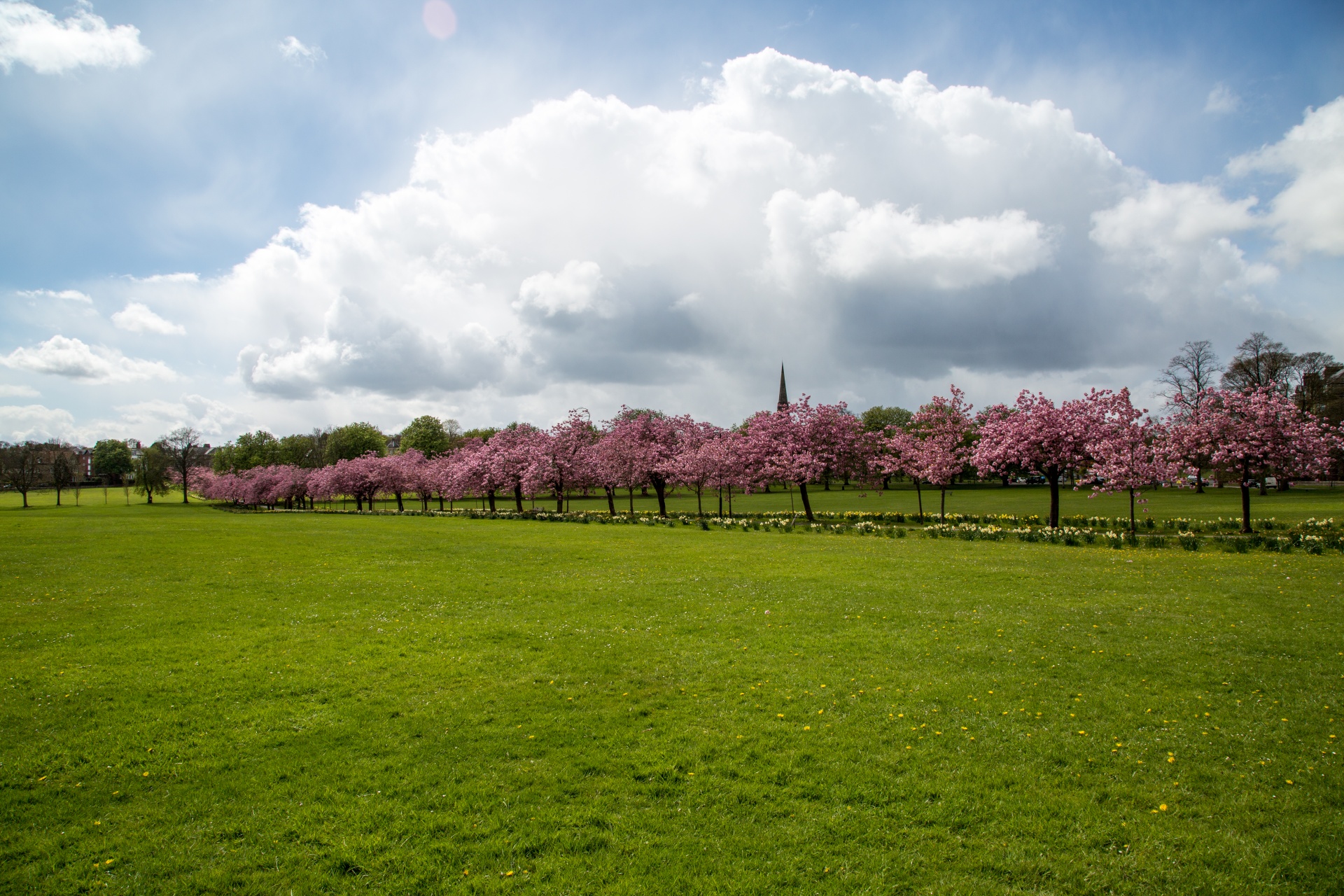 spring tree blooming free photo