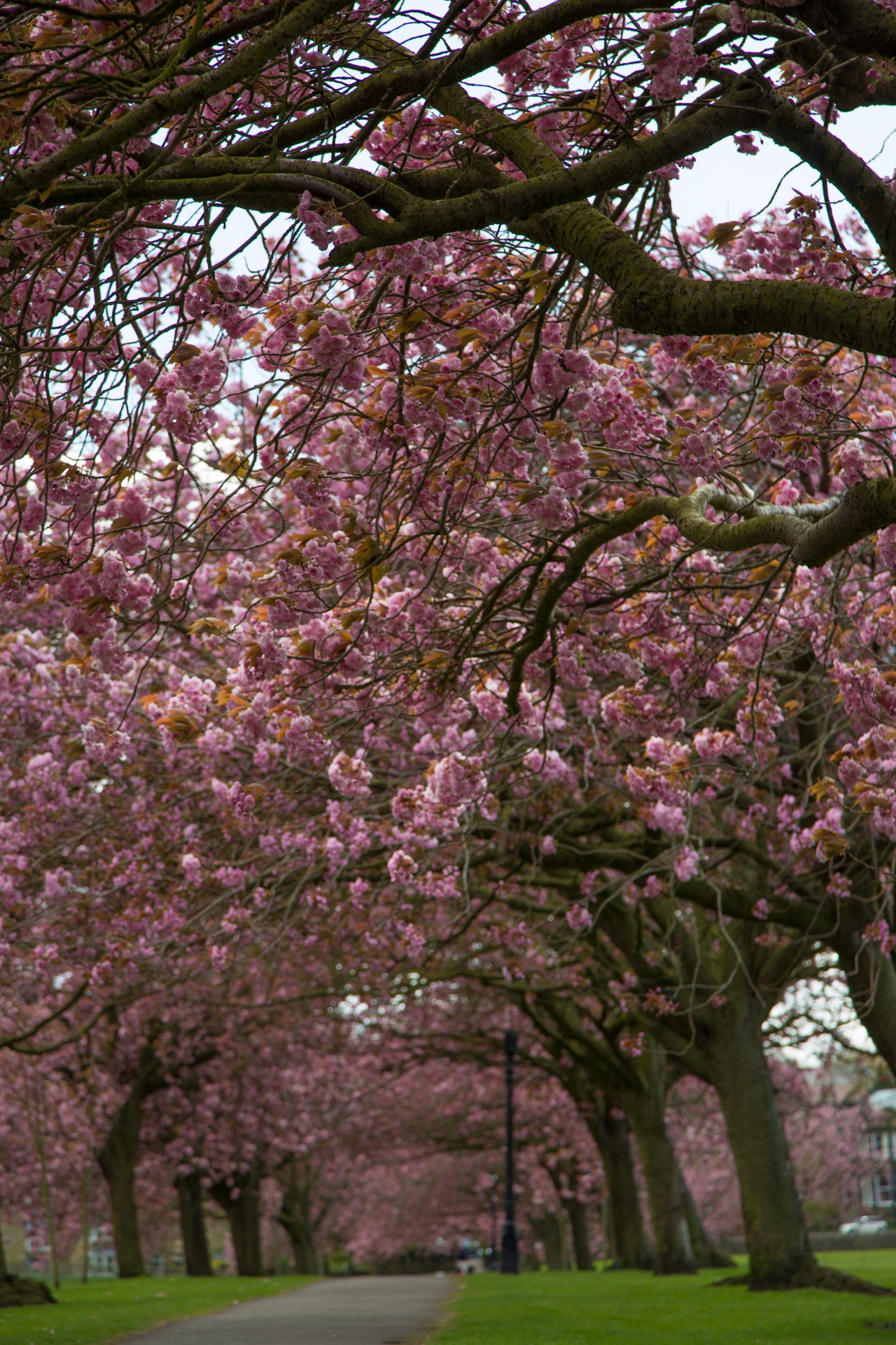 spring tree blooming free photo