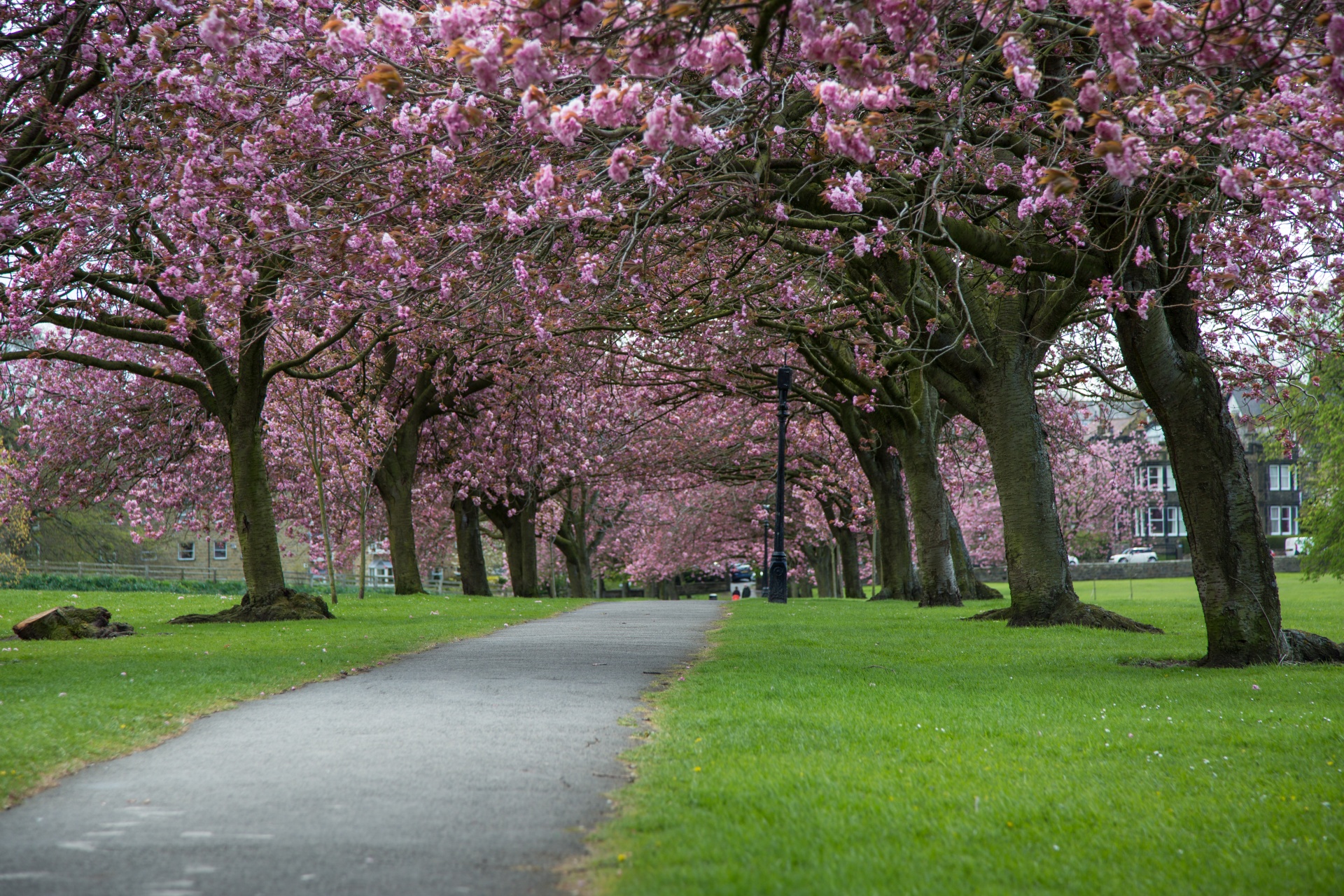 spring tree blooming free photo