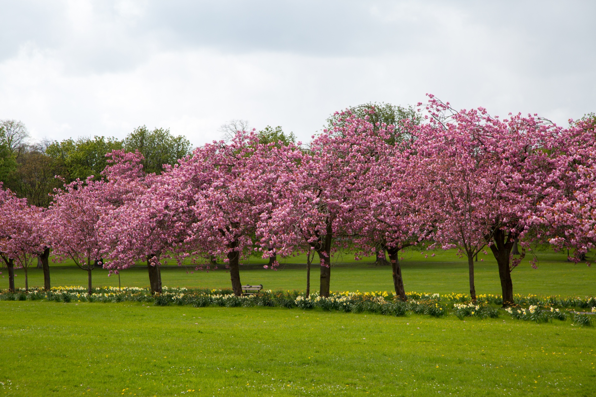 spring tree blooming free photo