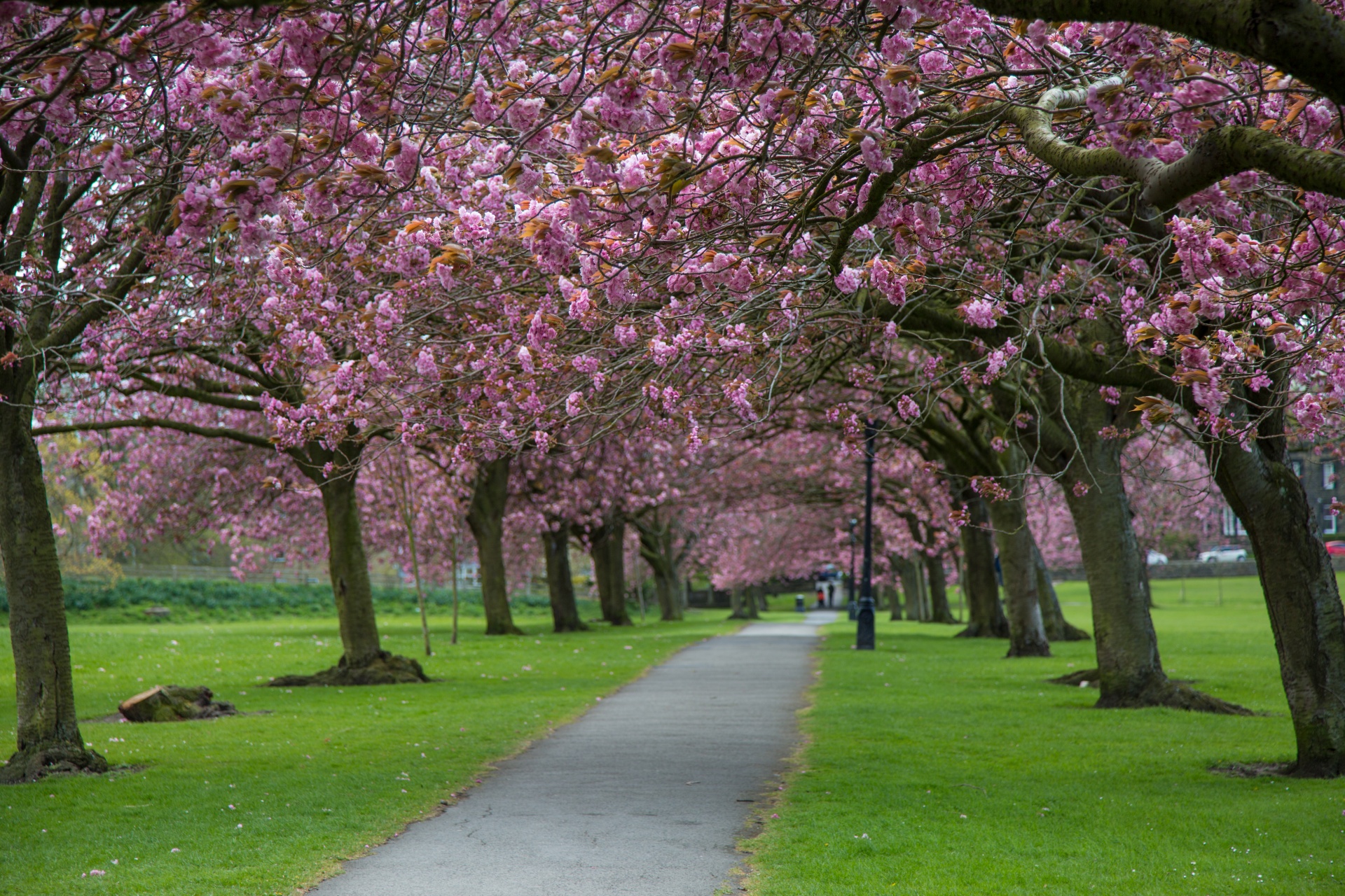 spring tree blooming free photo