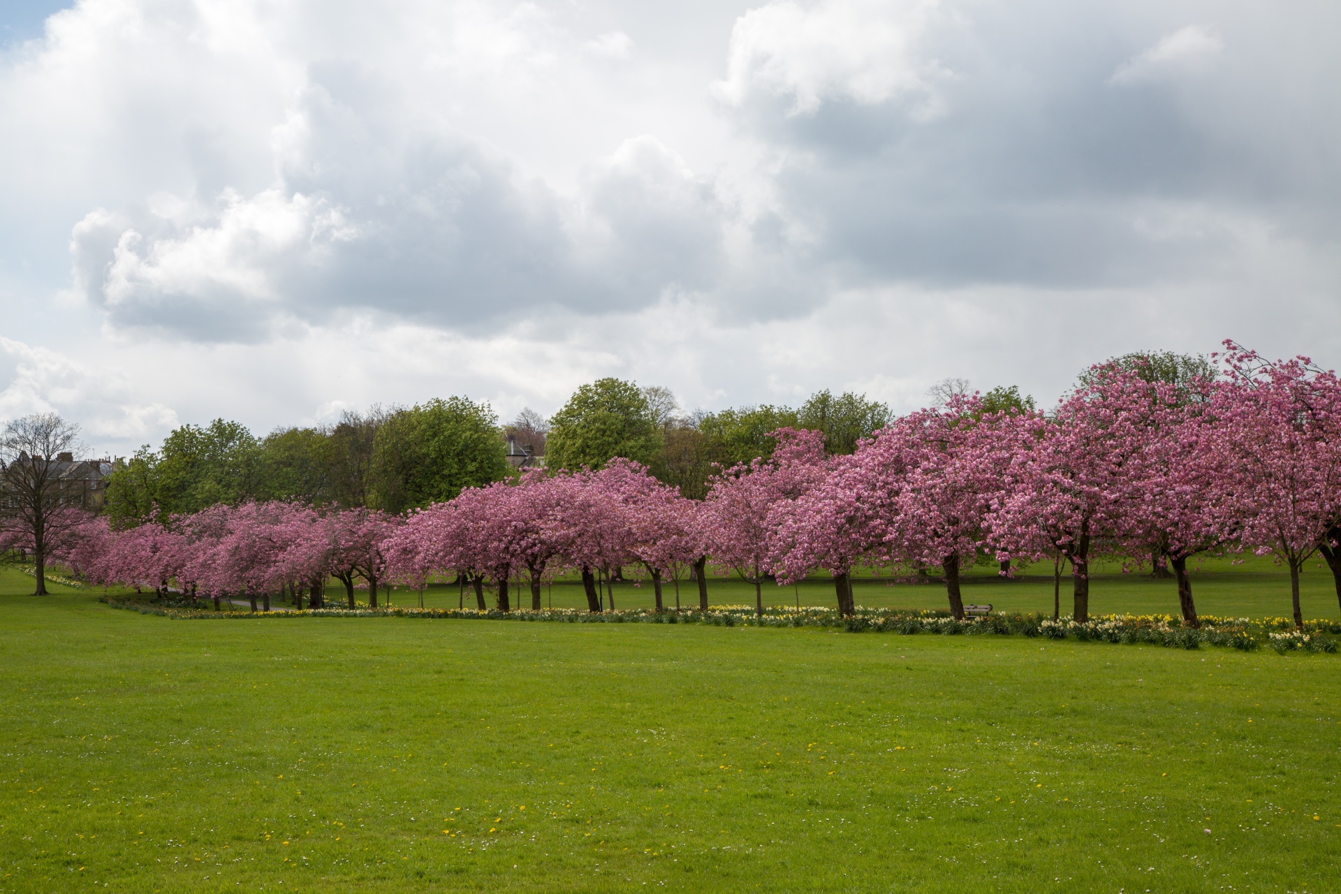 spring tree blooming free photo