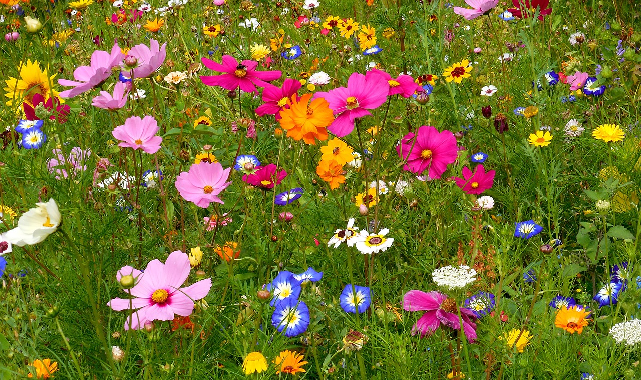 blossoming meadow summer free pictures free photo