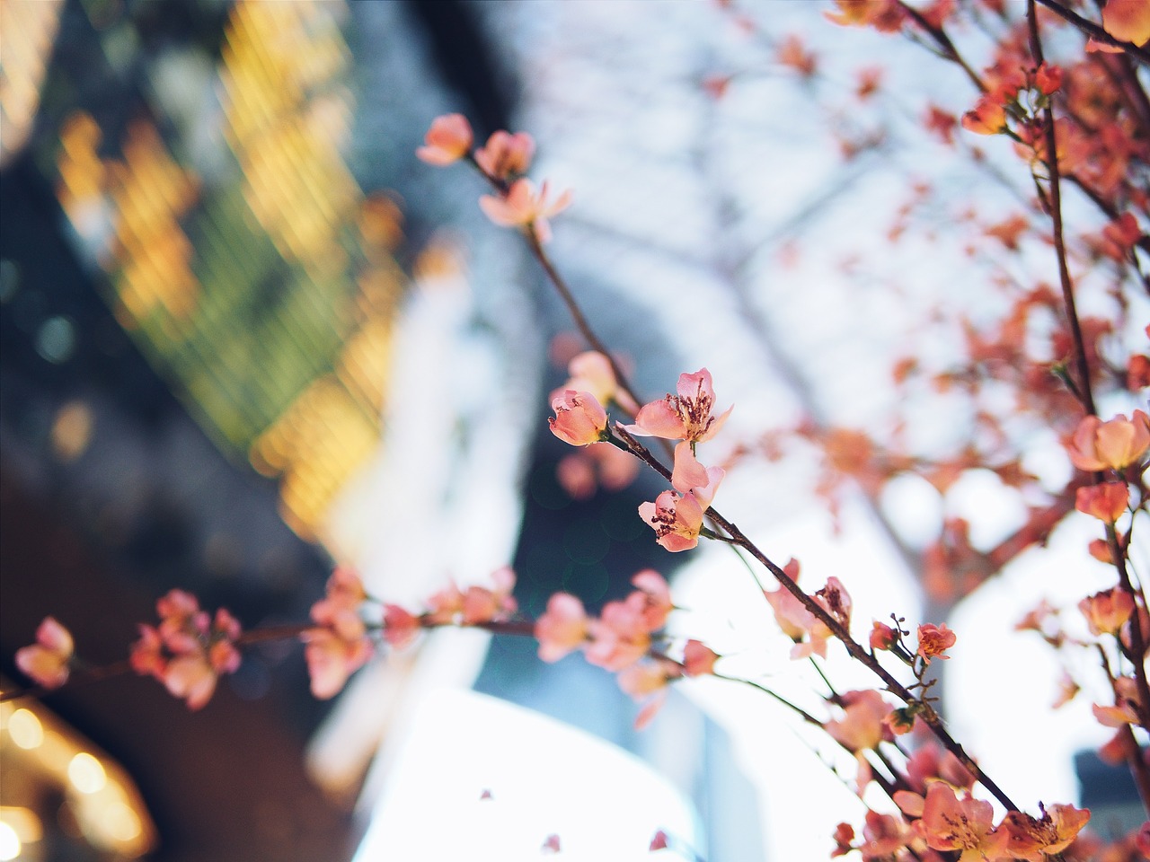 blossoms pink flowers bush free photo