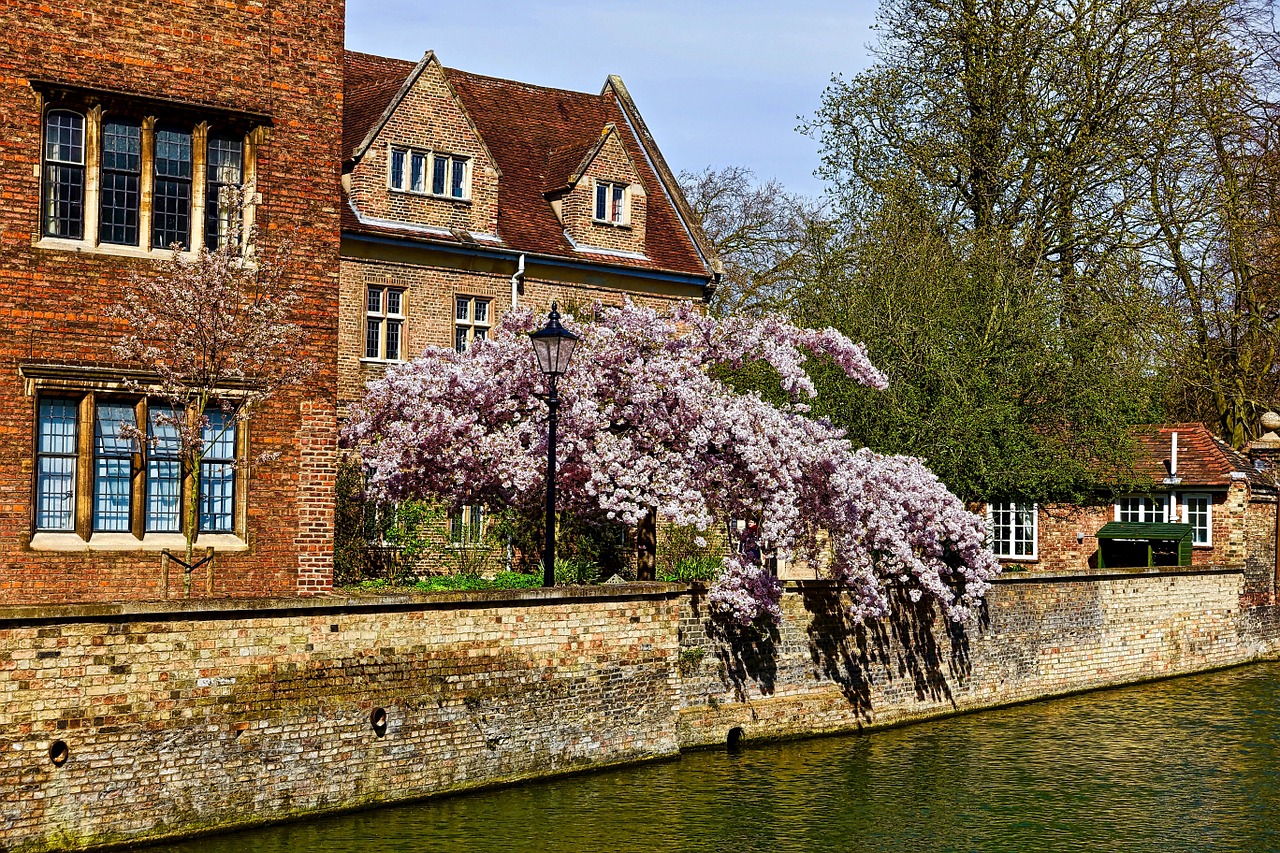 blossoms canal cambridge free photo