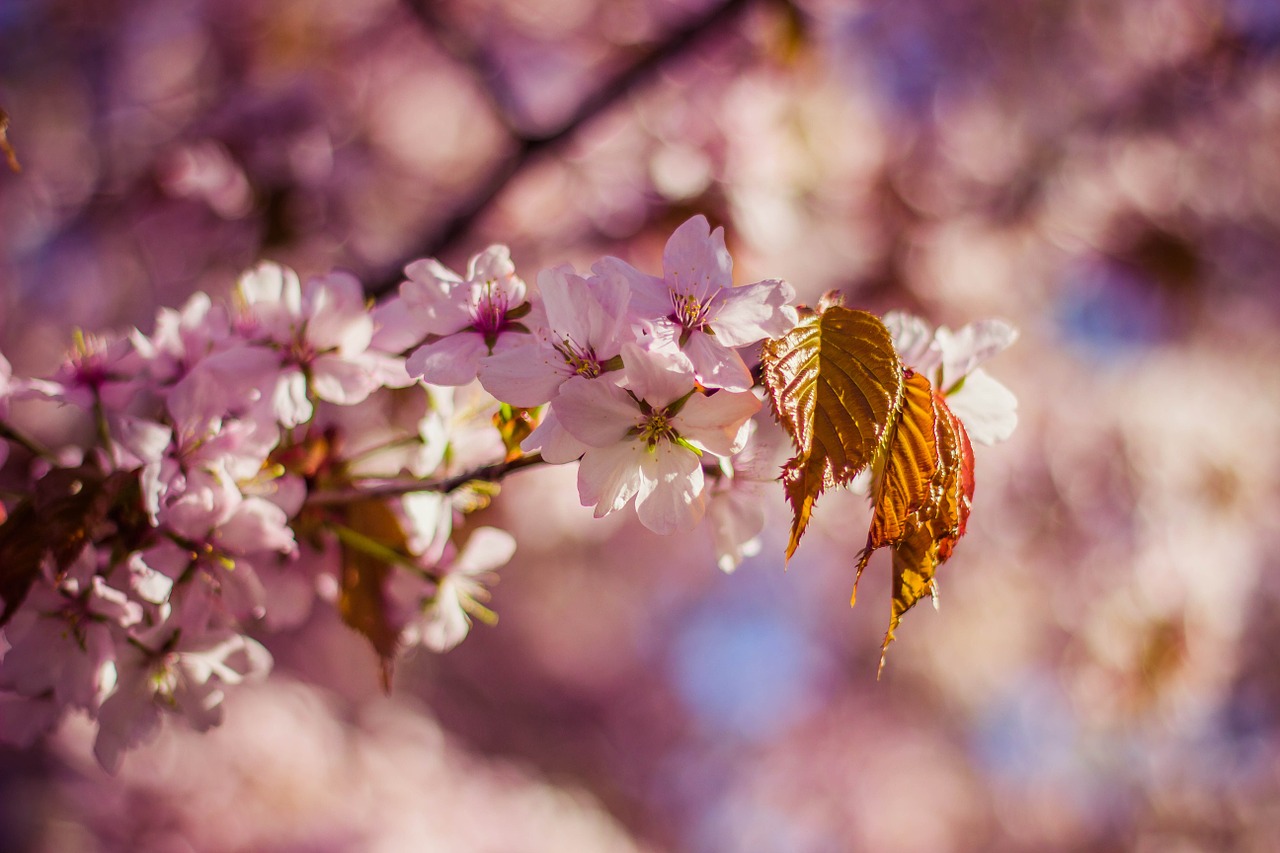 blossoms nature pink free photo