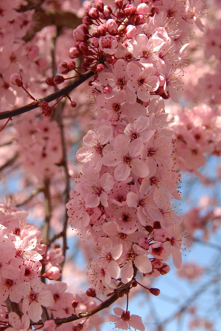 blossoms tree pretty free photo