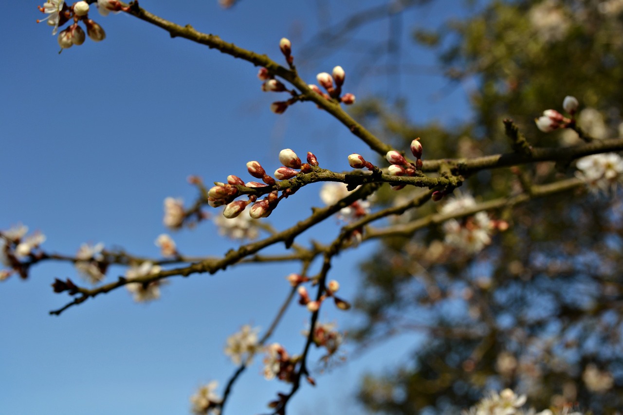 blossoms flower buds tree free photo