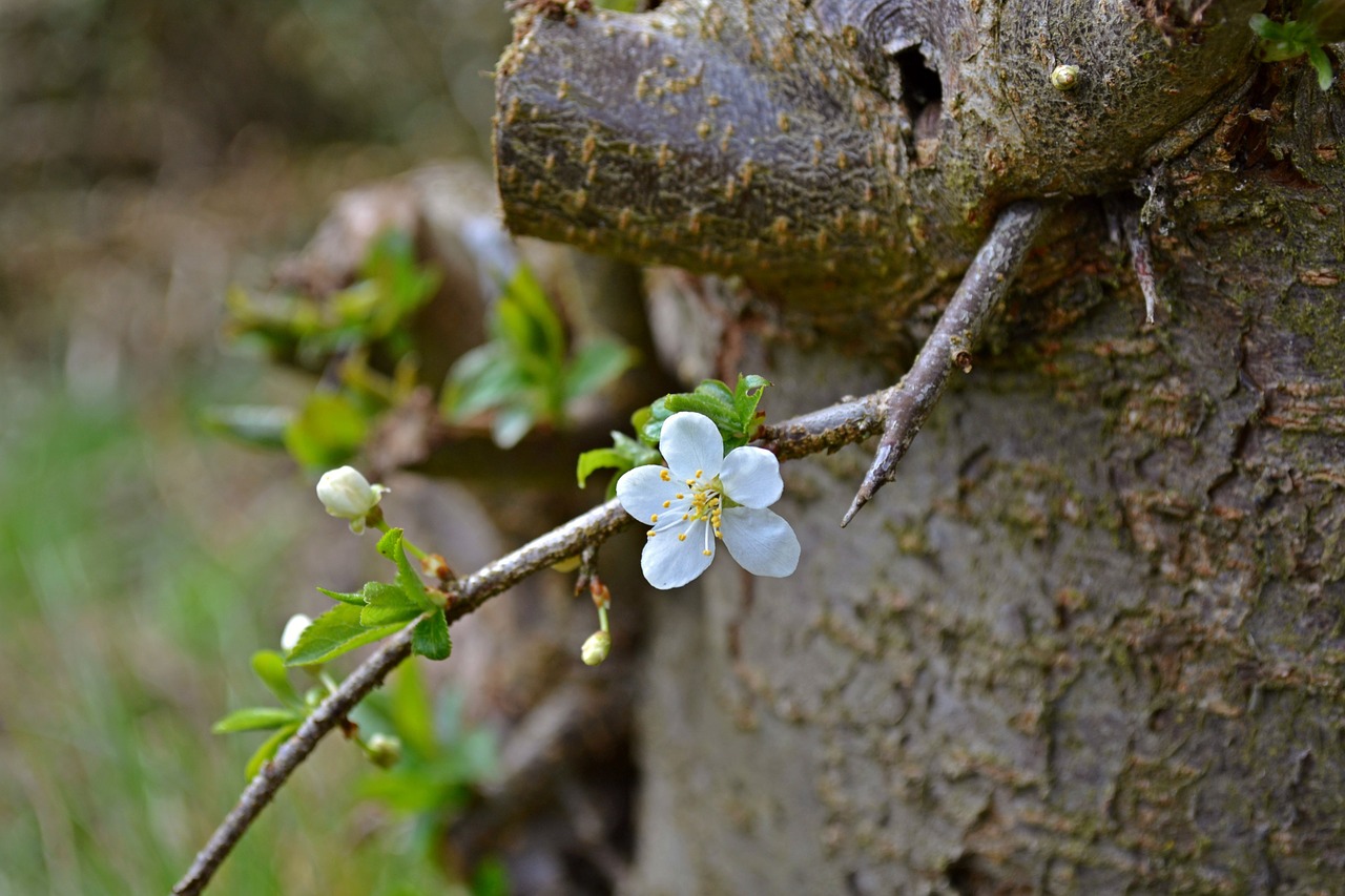 blossoms tree trunk bloom free photo