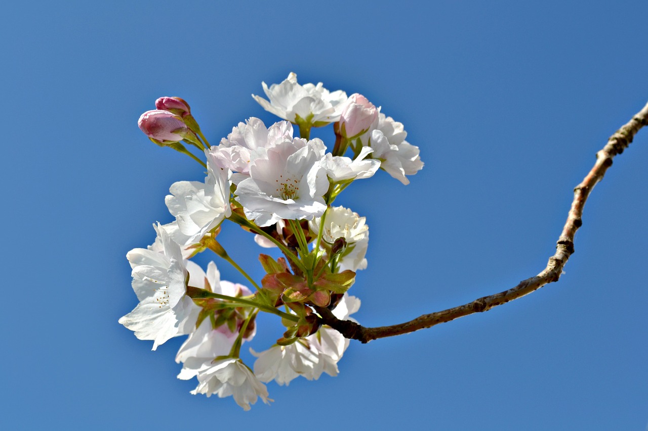 blossoms flowers japanese cherry free photo