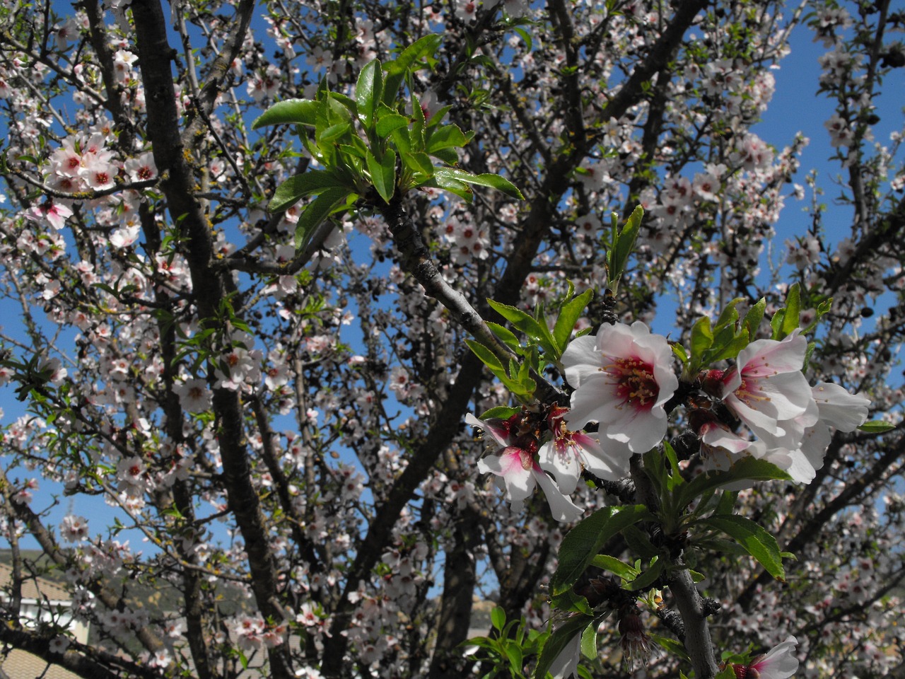 blossoms flowers tree free photo