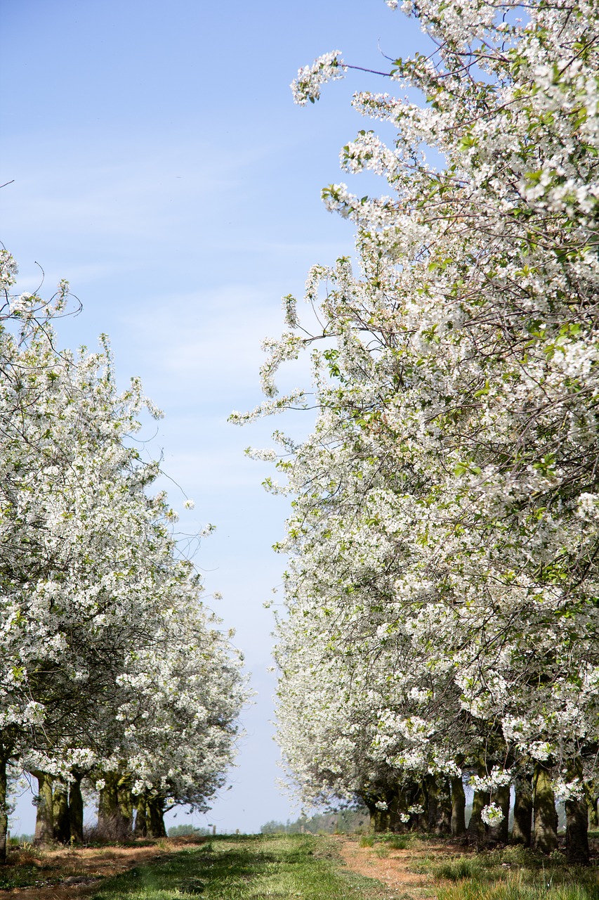 blossoms trees road free photo