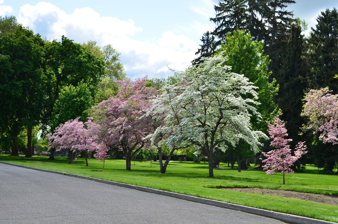 blossoms pioneer park park free photo