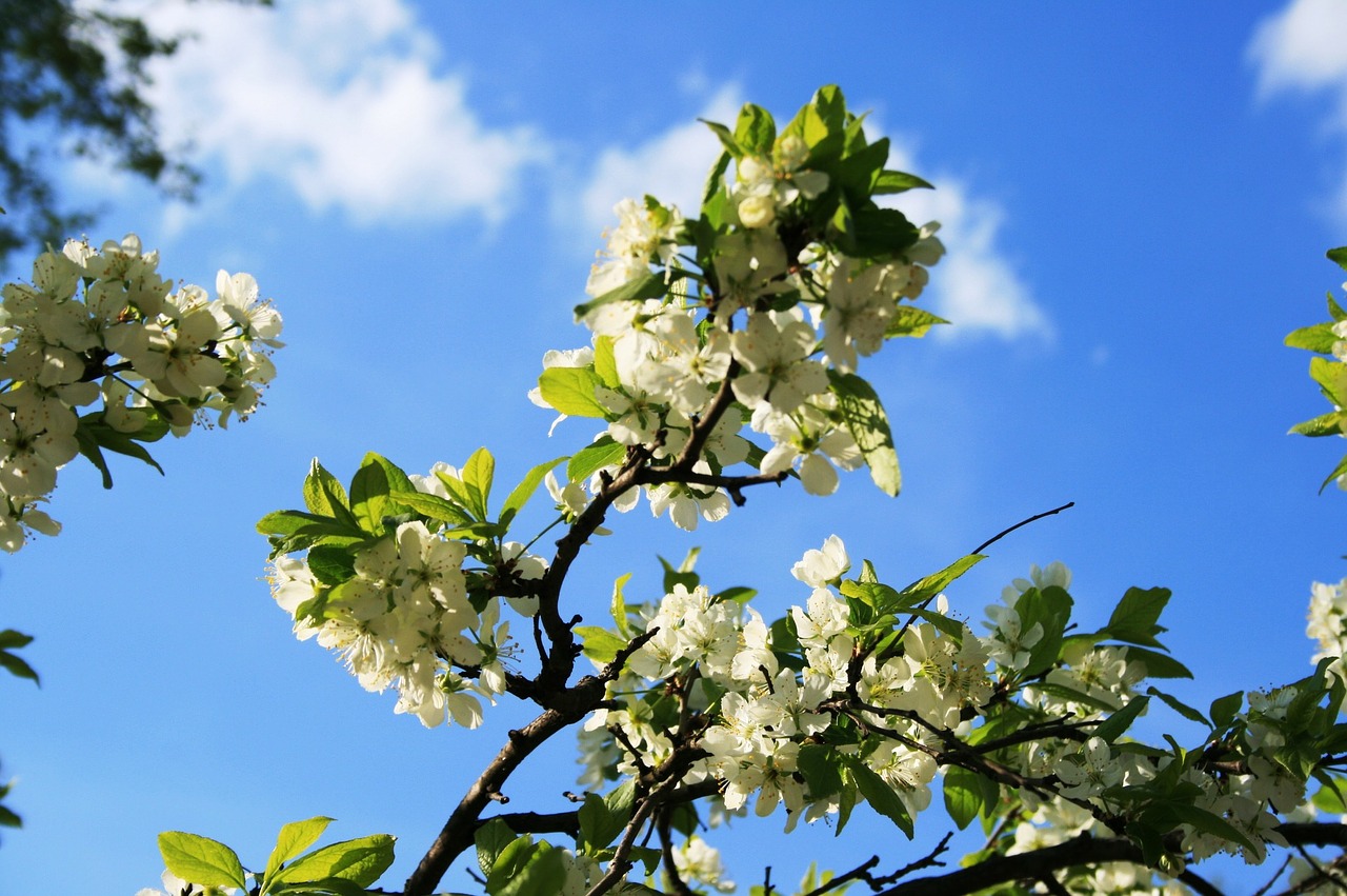 blossoms branch white free photo