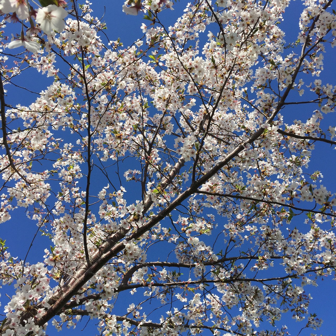 blossoms sky nature free photo